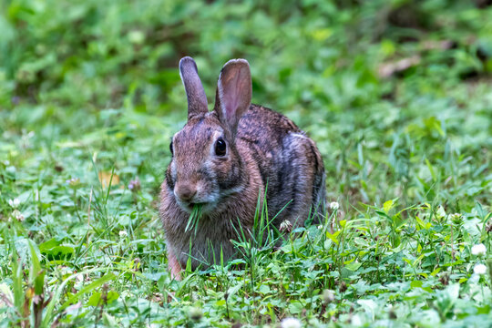 Eastern Cotton-tailed Rabbit munching on grass in a meadow, Tulpehocken Union Canal Trail, Pennsylvania