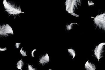 White feather isolated on a black background. © Nikolay
