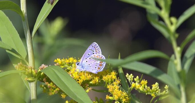 Macro - Lilac butterfly in spring