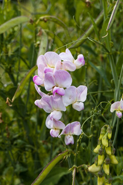 Pflanze, Edelwicke (Lathyrus odoratus)