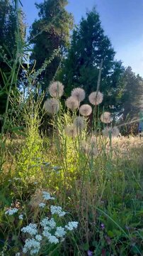 Camera tilt up from small white yarrow flowers to large fluffy dandelion seed heads in a sunlit summer meadow with green trees in the background