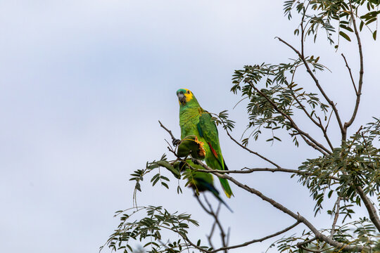 Bird Blue-fronted Amazon (Amazona aestiva), Nhecolandia, Brazil
