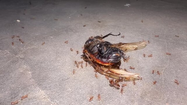 A swarm of small ants consuming a large, dead winged insect carcass on a flat ground surface.