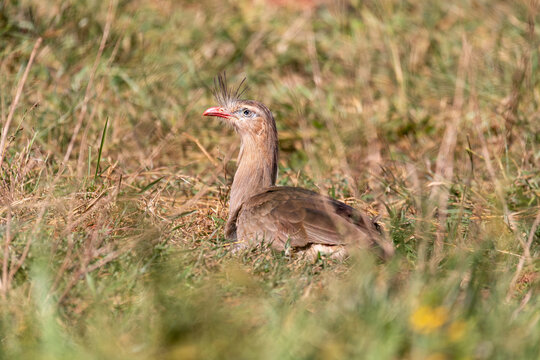 Bird Red-legged Seriema (Cariama cristata), Jardim, Brazil