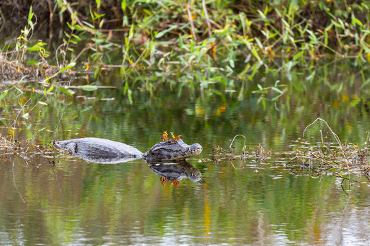 Yacare Caiman Resting in Water with Butterflies on Head in Brazil