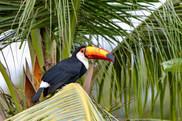 Fototapeta premium Bird Ramphastos toco (Ramphastos toco), Miranda, Pantanal Brazil