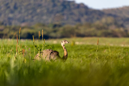 Bird Rhea americana (Rhea americana), Bodoquena, Brazil