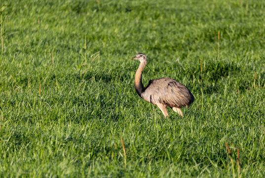Bird Rhea americana (Rhea americana), Bodoquena, Brazil