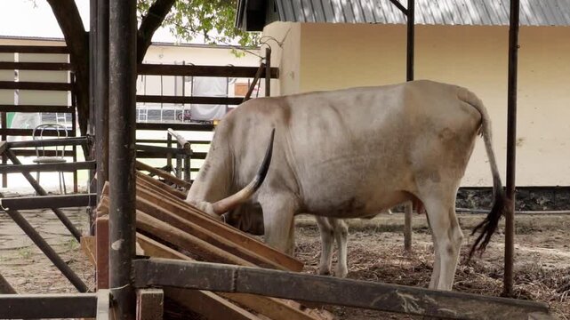Hungarian grey cattle cow eating from wooden feeder on farm video