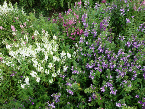 Colorful blooming garden flowers with white purple and pink blossoms, spring floral background and botanical garden texture                            