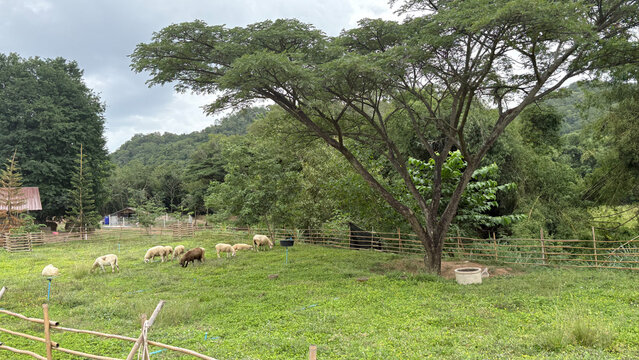 Sheep grazing in green pasture under large tree, rural farm landscape with mountain forest background