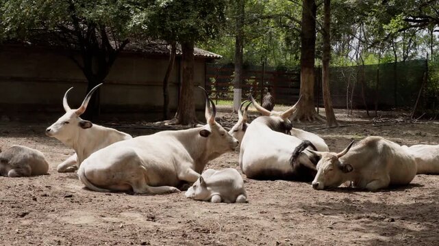 Hungarian grey cattle family with calf resting in farm yard video