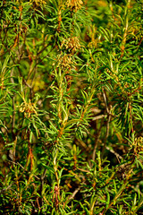 Obraz premium Modrzewnica pospolita, modrzewnica północna, modrzewnica zwyczajna (Andromeda polifolia var. latifolia), krzaczek modrzewnicy w na bagnach w lesie, bog-rosemary, a small bog-rosemary shrub in a fores