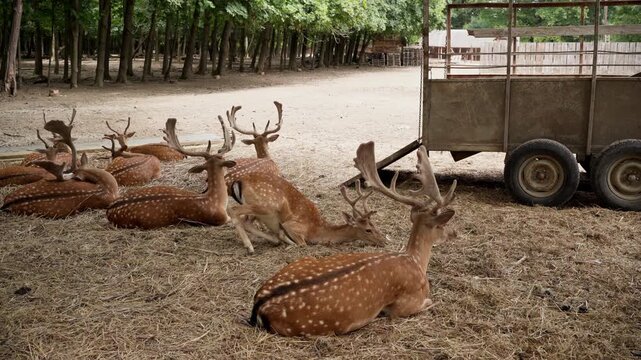 Spotted fallow deer herd near old farm trailer stock video