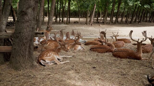 Fallow deer herd with large antlers resting under tree video