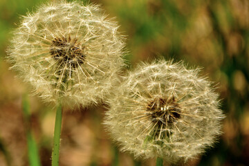 kuliste dmuchawce, przekwitłe kwiaty mniszka lekarskiego, dmuchawiec na rozmytym tle, mniszek pospolity, mniszek lekarski (Taraxacum officinale),  dandelion, common dandelion, dandelion seed heads © kateej