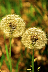 kuliste dmuchawce, przekwitłe kwiaty mniszka lekarskiego, dmuchawiec na rozmytym tle, mniszek pospolity, mniszek lekarski (Taraxacum officinale),  dandelion, common dandelion, dandelion seed heads © kateej