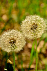 kuliste dmuchawce, przekwitłe kwiaty mniszka lekarskiego, dmuchawiec na rozmytym tle, mniszek pospolity, mniszek lekarski (Taraxacum officinale),  dandelion, common dandelion, dandelion seed heads © kateej