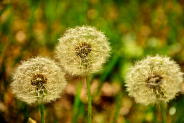 kuliste dmuchawce, przekwitłe kwiaty mniszka lekarskiego, dmuchawiec na rozmytym tle, mniszek pospolity, mniszek lekarski (Taraxacum officinale),  dandelion, common dandelion, dandelion seed heads © kateej