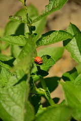 larwa stonki ziemniaczanej zjadająca liście ziemniaka, stonka na ziemniakach, stonka ziemniaczana (Leptinotarsa decemlineata), Colorado potato beetle larva eating potato leaves, Colorado potato beetle © kateej