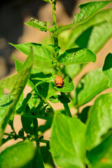 larwa stonki ziemniaczanej zjadająca liście ziemniaka, stonka na ziemniakach, stonka ziemniaczana (Leptinotarsa decemlineata), Colorado potato beetle larva eating potato leaves, Colorado potato beetle © kateej