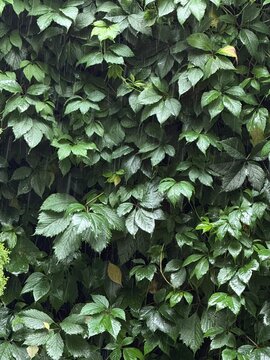 Green Ivy Leaves Covered with Rain Drops Natural Background Texture
