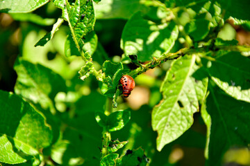 larwa stonki ziemniaczanej zjadająca liście ziemniaka, stonka na ziemniakach, stonka ziemniaczana (Leptinotarsa decemlineata), Colorado potato beetle larva eating potato leaves, Colorado potato beetle © kateej