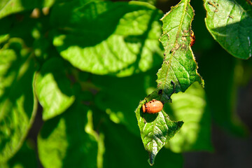 larwa stonki ziemniaczanej zjadająca liście ziemniaka, stonka na ziemniakach, stonka ziemniaczana (Leptinotarsa decemlineata), Colorado potato beetle larva eating potato leaves, Colorado potato beetle © kateej