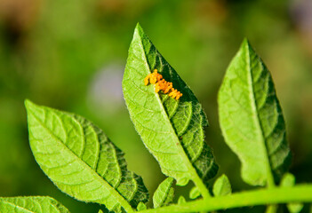 stonka na ziemniakach, pomarańczowe jaja stonki ziemniaczanej na liściu ziemniaka, Leptinotarsa decemlineata, Colorado potato beetle on potatoes, orange eggs of Colorado potato beetle on potato leaf,  © kateej