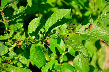 larwa stonki ziemniaczanej zjadająca liście ziemniaka, stonka na ziemniakach, stonka ziemniaczana (Leptinotarsa decemlineata), Colorado potato beetle larva eating potato leaves, Colorado potato beetle © kateej
