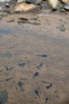 Small black tadpoles swimming in clear shallow water over a sandy mud bottom