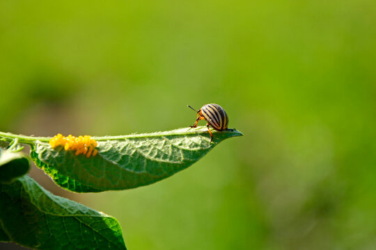 stonka na ziemniakach, stonka ziemniaczana na liściu ziemniaka obok złożonych jaj, (Leptinotarsa decemlineata), Colorado potato beetle on potatoes, Colorado potato beetle on a potato leaf next to the 