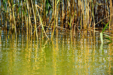 trzciny odbijające się w wodzie, trzciny rosnące w wodzie przy brzegu, trzcina pospolita, Phragmites australis, reeds reflected in the water's surface, Green reeds reflecting in water, ripples on the  © kateej