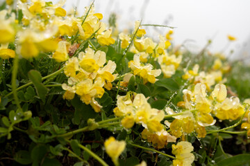 Obraz premium Yellow wildflowers with morning dew drops close up on a green alpine meadow background