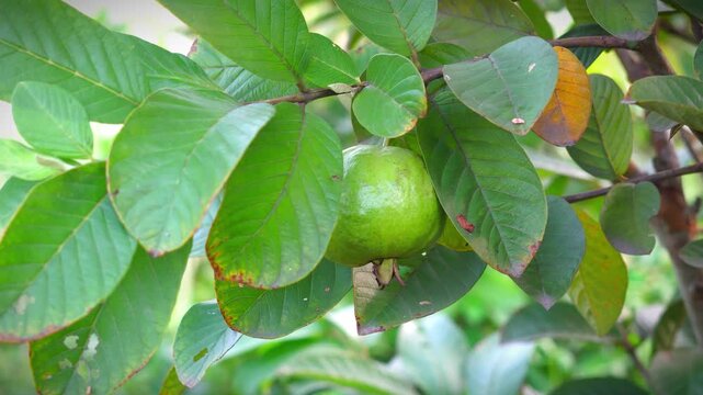 Fresh Green Guava Fruit Hidden Behind Dense Foliage on Tree Branch. Close Up of Ripe Amrood Fruit Peeking Through Lush Green Guava Leaves. Tropical Asian Fruit Growing Amongst Broad Leaves.