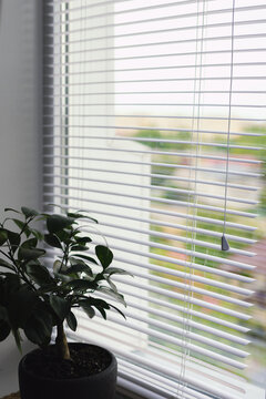 Detailed view of plastic window blinds with control cord inside a room