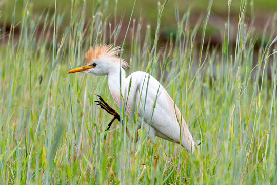 Cattle Egret trying to scratch its neck, Middle Creek Wildlife Area, Stevens, Pennsylvania