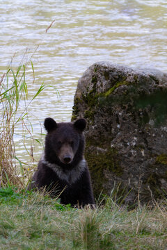 Grizzly bear cub portrait displays white fur marking of natal collar rarely visible in adulthood