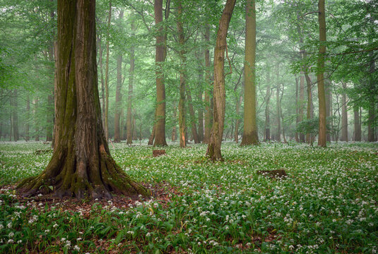 Beautiful morning in forest full of blossoming wild garlic