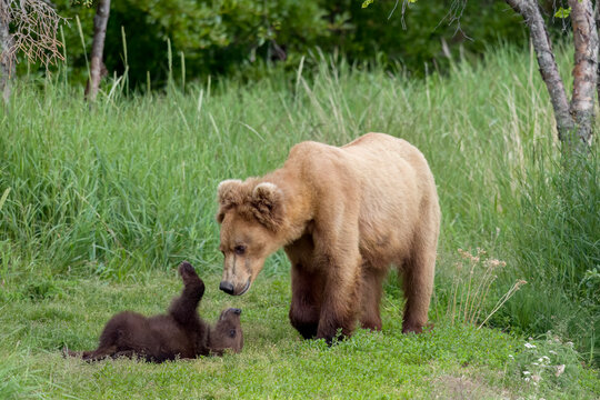 Mother Brown Bear 306 with spring cub at Brooks Falls in Alaska
