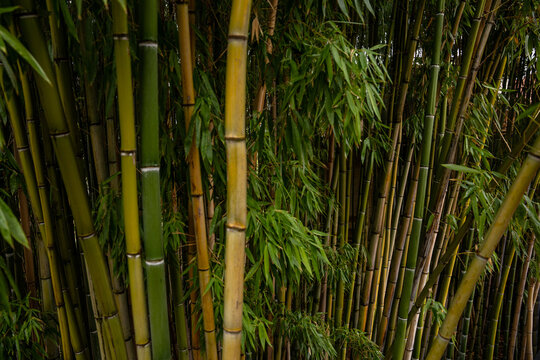 Green Bamboo Forest Background with Yellow Stalks and Leaves in Opatija Croatia Dense Exotic Plant Texture Natural Foliage Wall Pattern