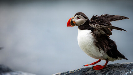 atlantic puffin at island of Hornøya © Dominique