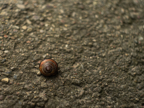 Close-up of a small brown round snail shell resting on a dark stone asphalt or concrete ground. Minimalist nature shot.
