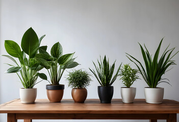 Fototapeta premium Six diverse houseplants in pots on wooden table indoors