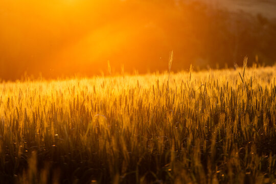 Cereal crop development in modern eco-friendly agriculture.