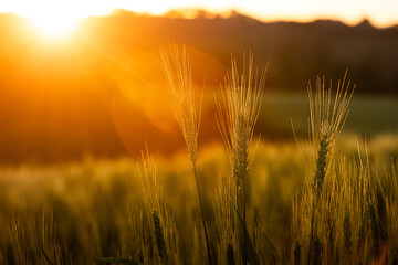 Naklejka premium close-up of wheat ears in the field at sunset with lens flare.