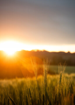 Campo agr&iacute;cola com planta&ccedil;&atilde;o de aveia jovem ao p&ocirc;r do sol.