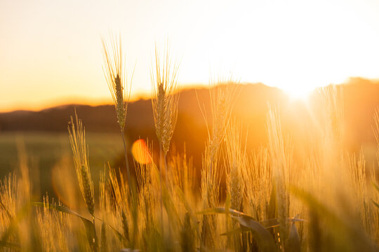 Planta&ccedil;&atilde;o de aveia verde sob a luz do p&ocirc;r do sol dourado.
