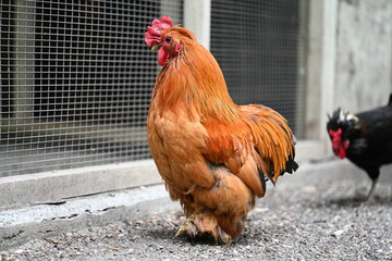 Colorful domestic rooster in poultry enclosure on a rural farm © NATALIIA GUTOVSKA
