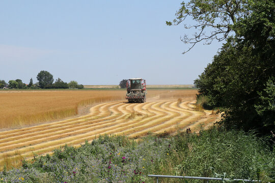 a farmer is pulling flax with a machine in a field in summer